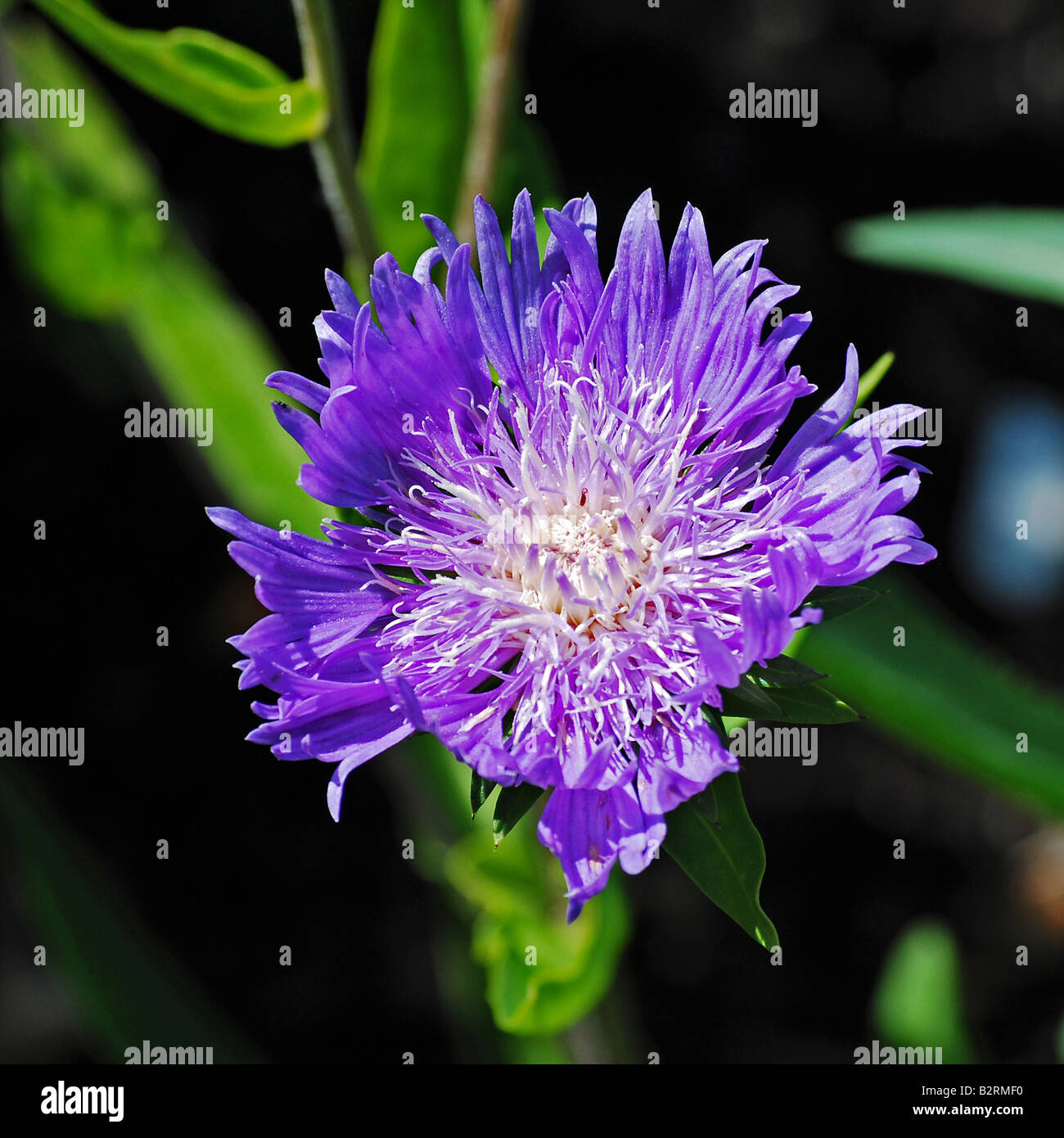 Stokesia laevis Stockfoto