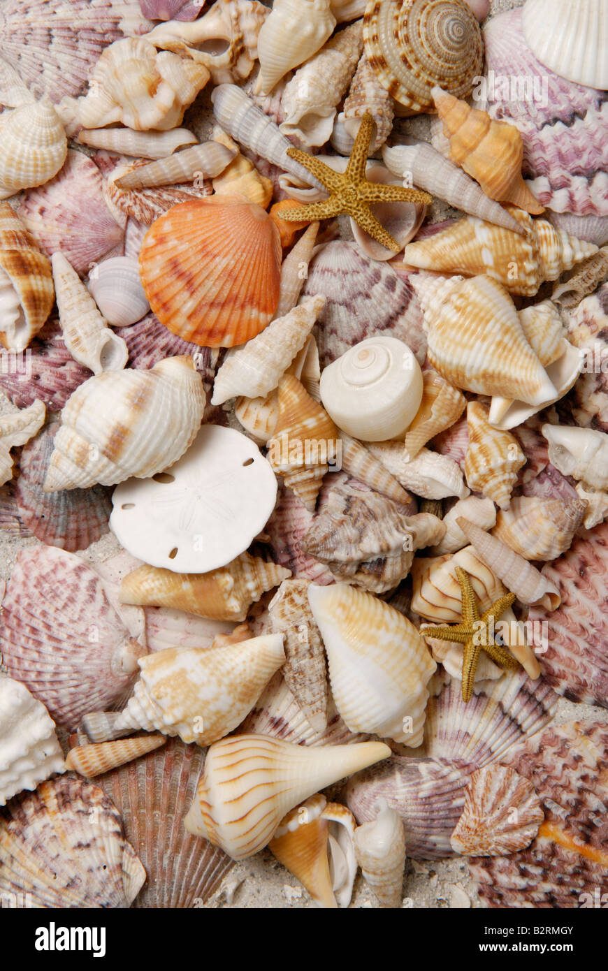 Eine Vielzahl von wirbellosen Meerestieren gesammelt von Sanibel Island Florida Gulf Coast Stockfoto