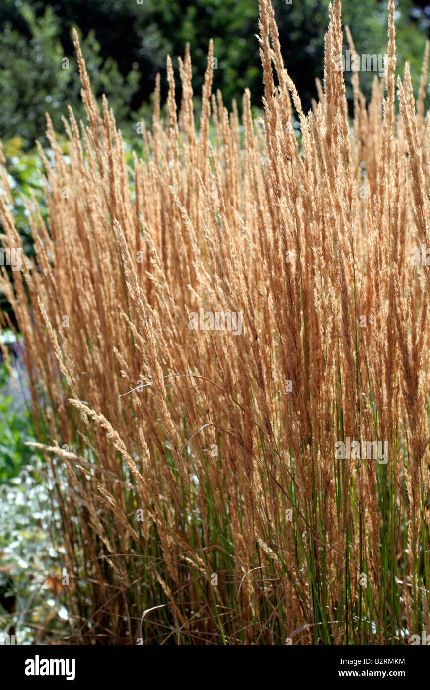 CALAMAGROSTIS KARL FOERSTER Stockfoto