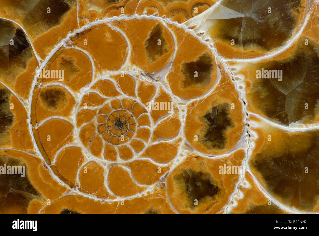 Ammonit fossiler Perisphinctes sp aus Madagaskar Jura Stockfoto