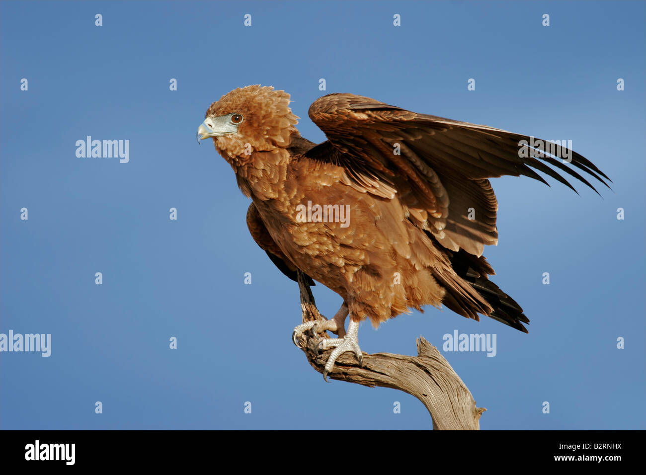 Adler Figur mit ausgebreiteten Flügeln Raubvogel Seeadler Falke bronziert 