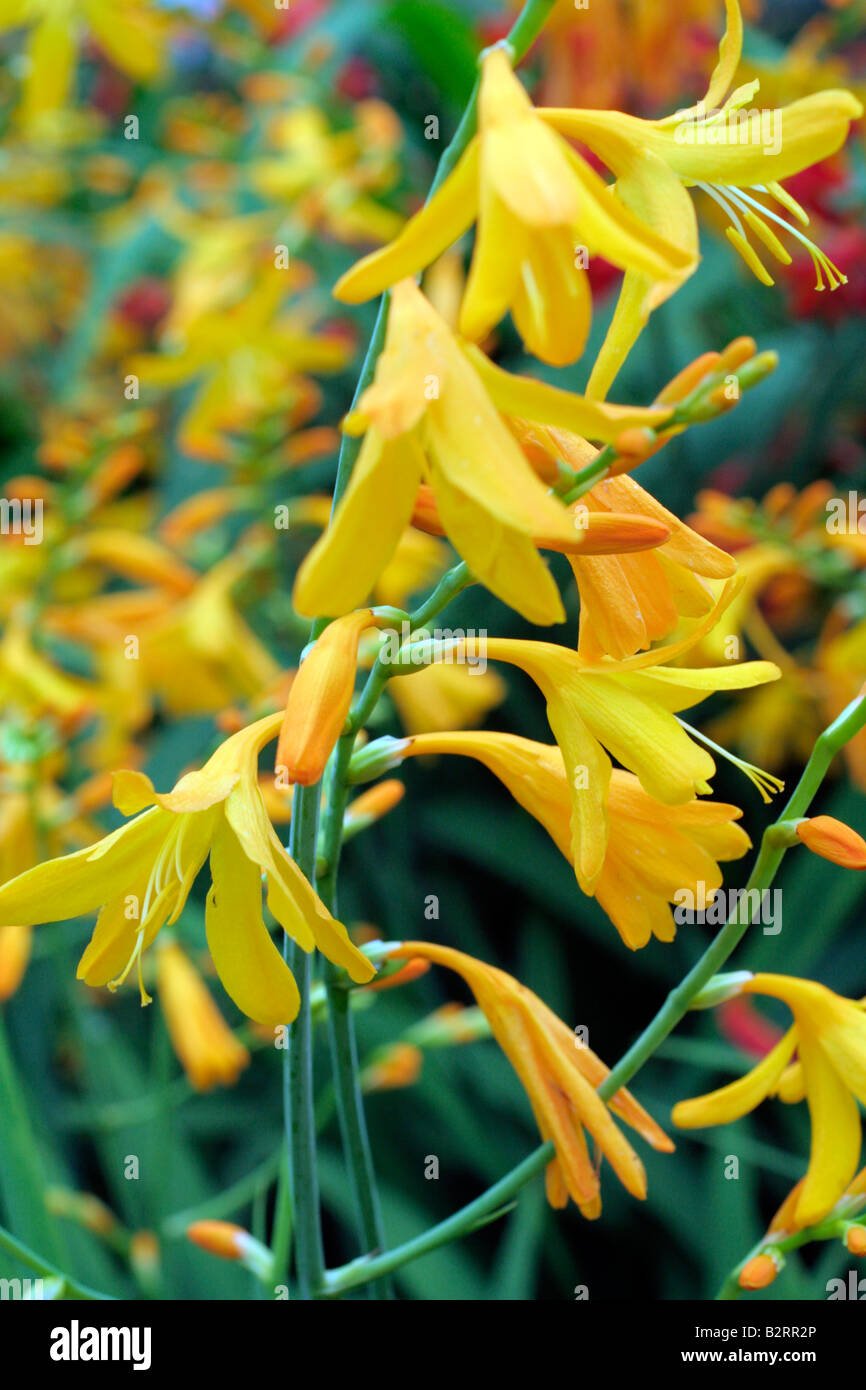 CROCOSMIA X CROCOSMIIFLORA KIAUTSCHOU Stockfoto