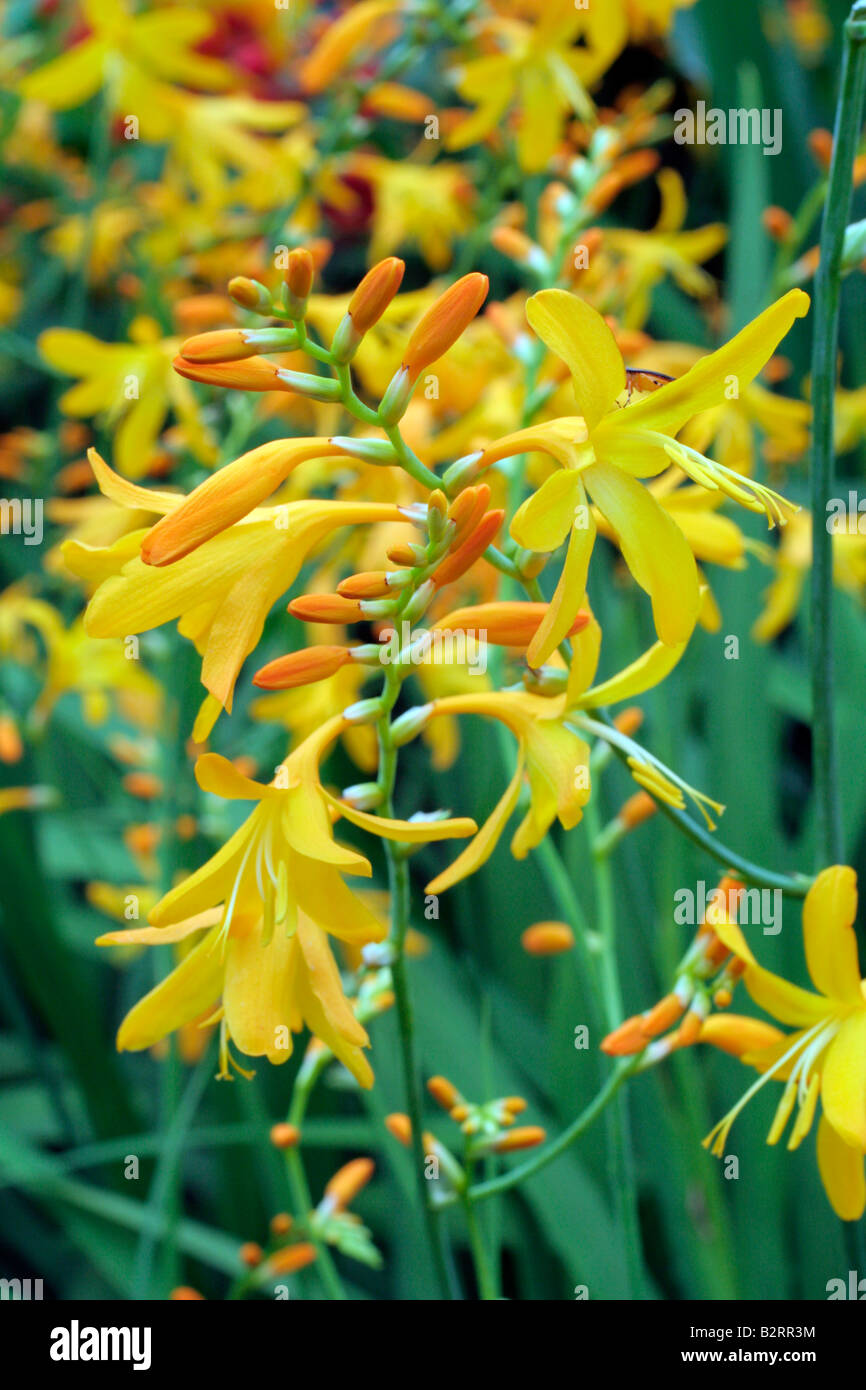 CROCOSMIA X CROCOSMIIFLORA KIAUTSCHOU Stockfoto