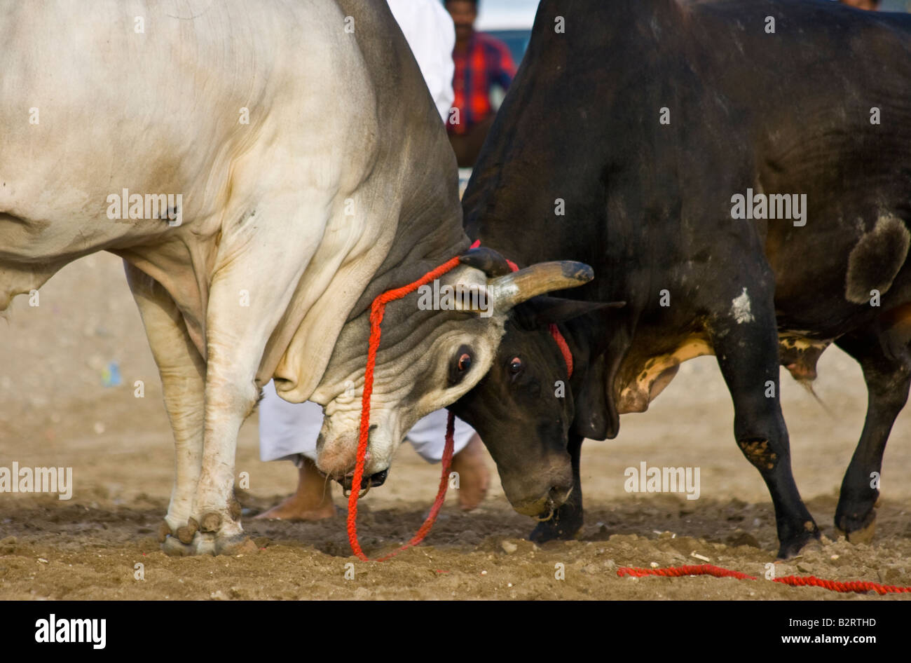 Bull Butting in Fujairah Vereinigte Arabische Emirate Stockfoto