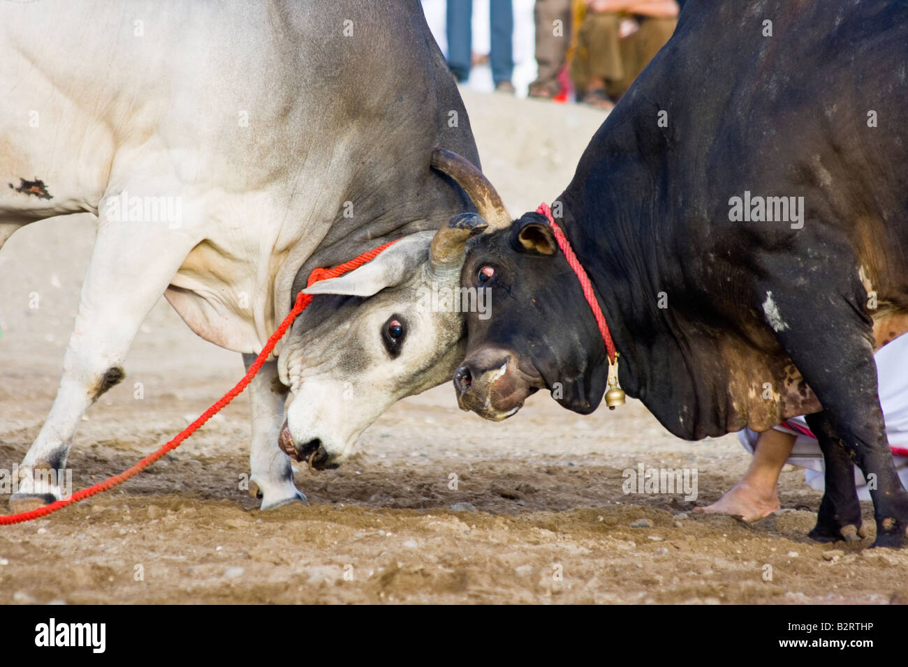 Bull Butting in Fujairah Vereinigte Arabische Emirate Stockfoto