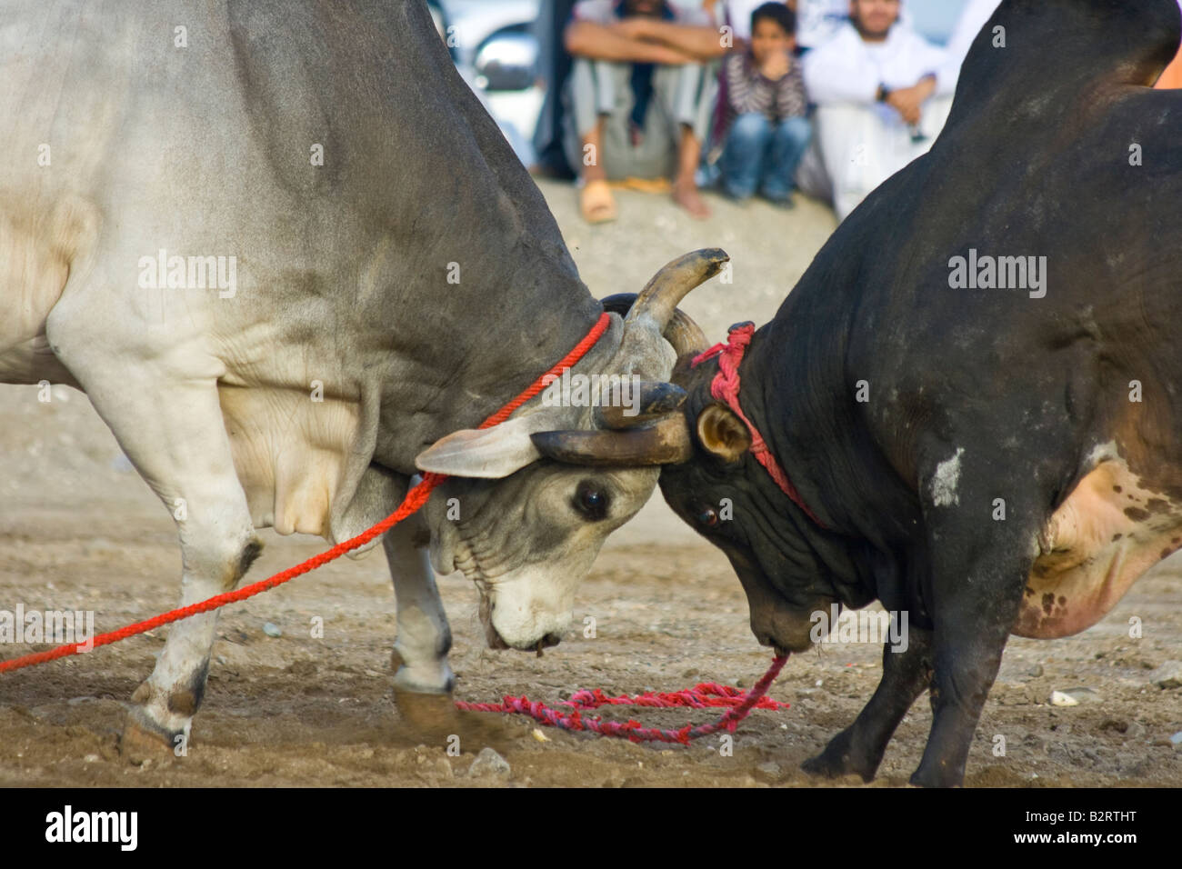 Bull Butting in Fujairah Vereinigte Arabische Emirate Stockfoto