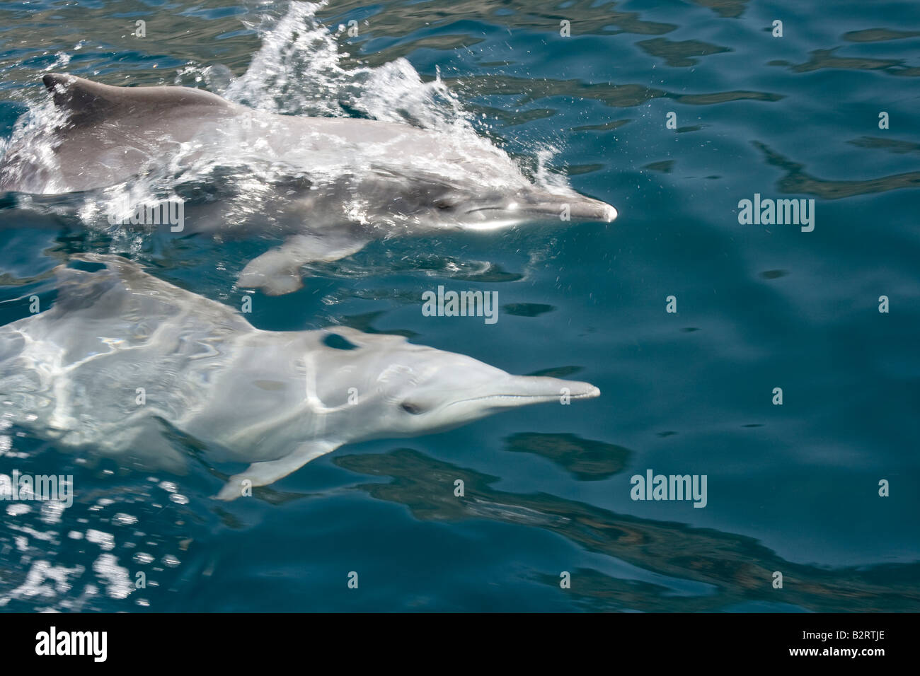 Delphine beobachten, während eine ganztägige Bootstour auf die Musandam-Unterstützungskasse in Oman Stockfoto