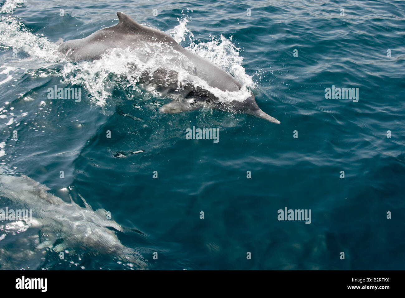 Delphine beobachten, während eine ganztägige Bootstour auf der Halbinsel Musandam im Oman Stockfoto
