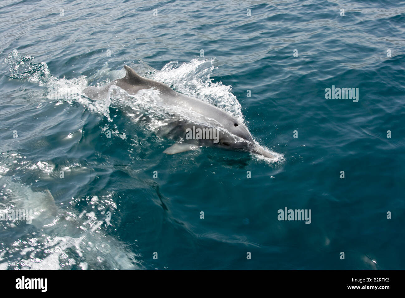 Delphine beobachten, während eine ganztägige Bootstour auf der Halbinsel Musandam im Oman Stockfoto