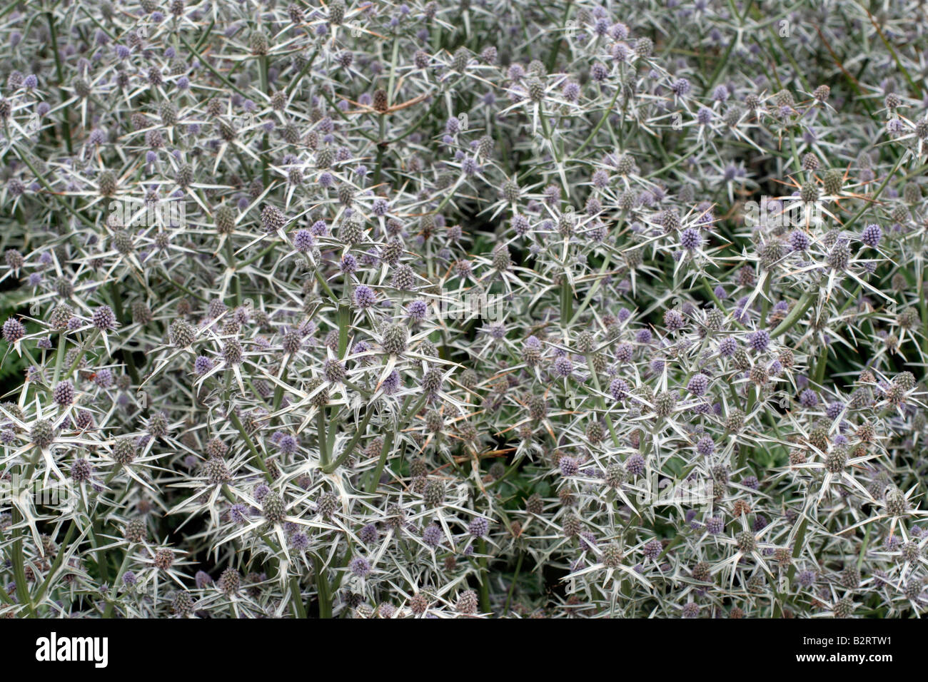 ERYNGIUM VARIIFOLIUM Stockfoto