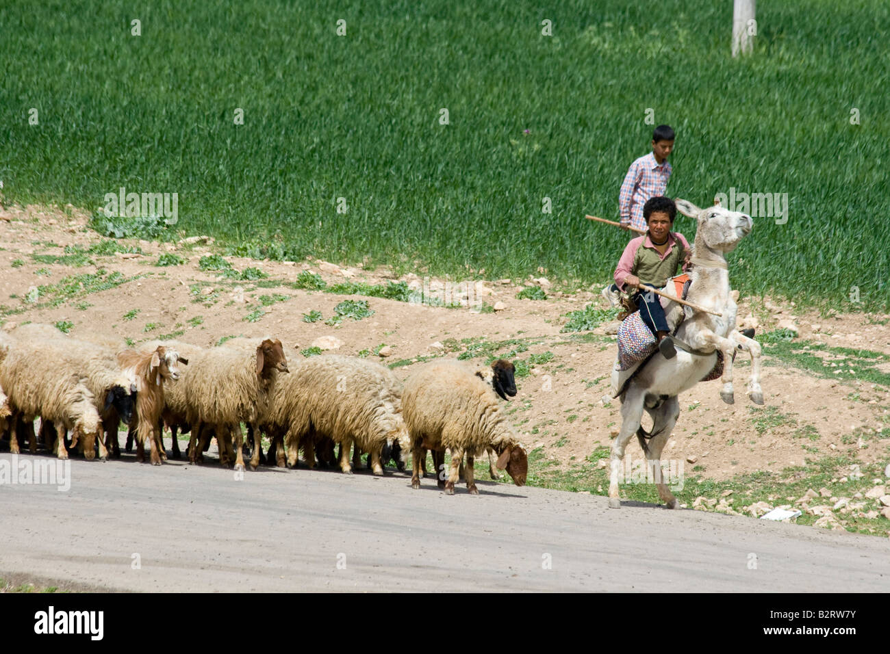 Hirten und Herde in Apameia Syrien Stockfoto