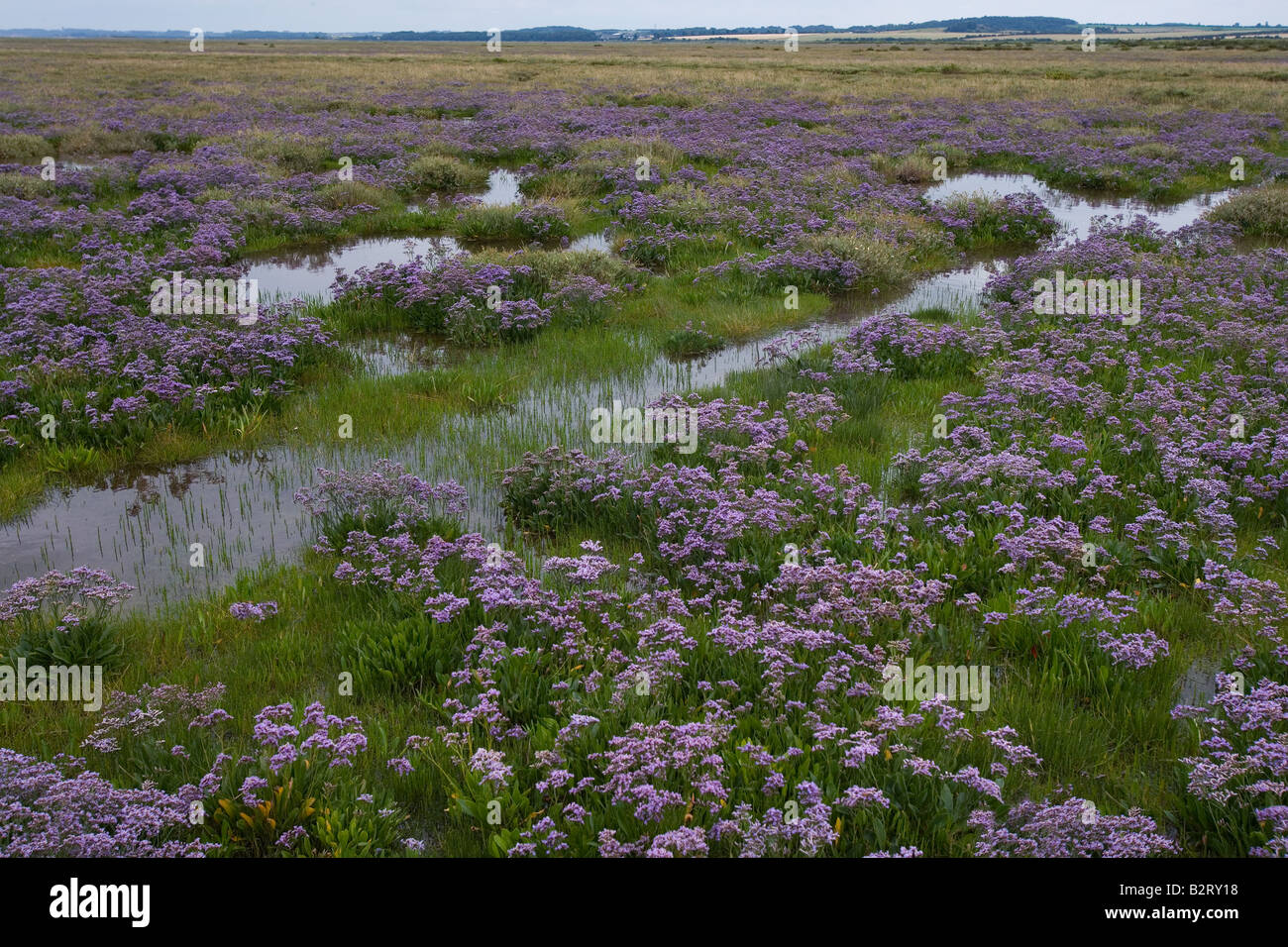 Strandflieder Limonium Vulgare Norfolk UK Juli Stockfoto