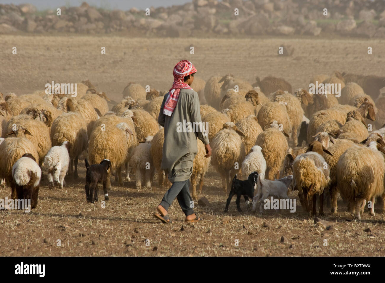Beduinen in der Nähe von Tartous Syrien Schafe hüten Stockfoto