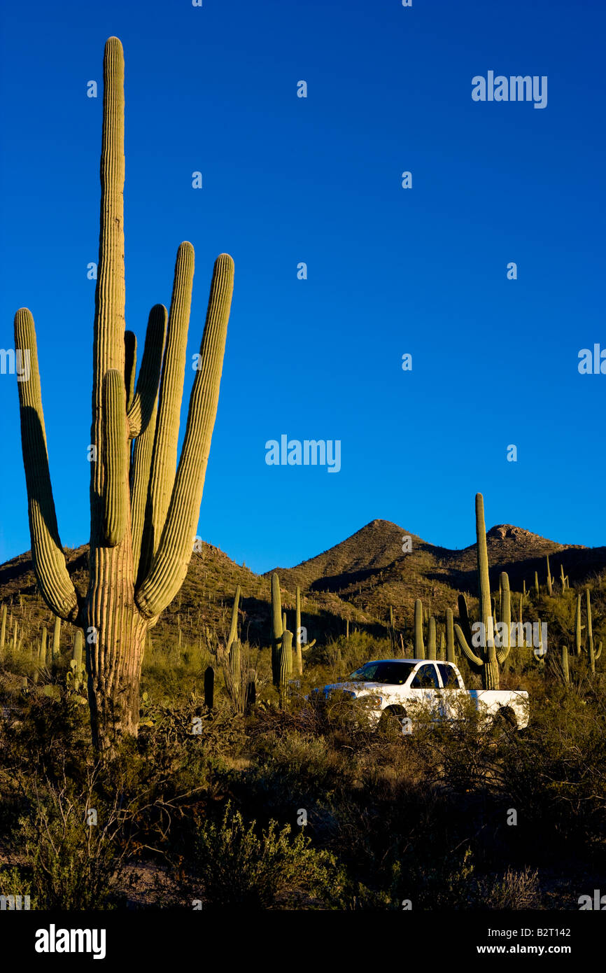 Dodge Truck geparkt unter Saguaro-Kaktus in Nationalpark Arizona, USA Stockfoto