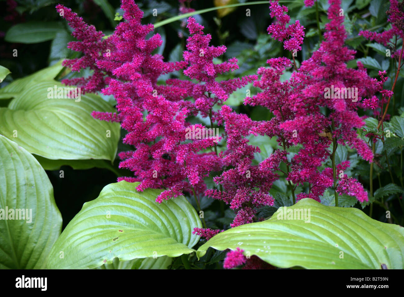 Astilbe Büschel bilden Seerosengewächse Staude Stockfoto