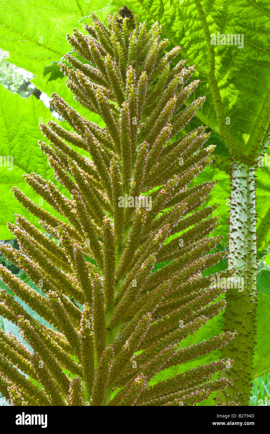 Chinesischer Rhabarber (Rheum Palmatum) close-up Blütenstand wächst die Kante des Werks Teich kultiviert Dundee Perthshire Schottland, Vereinigtes Königreich Stockfoto