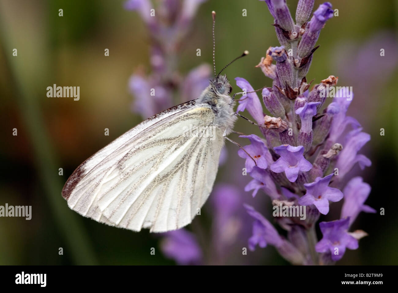 Kohl kleiner weißer Schmetterling Pieris Rapae Arten auf Lavendel Pflanze Stockfoto