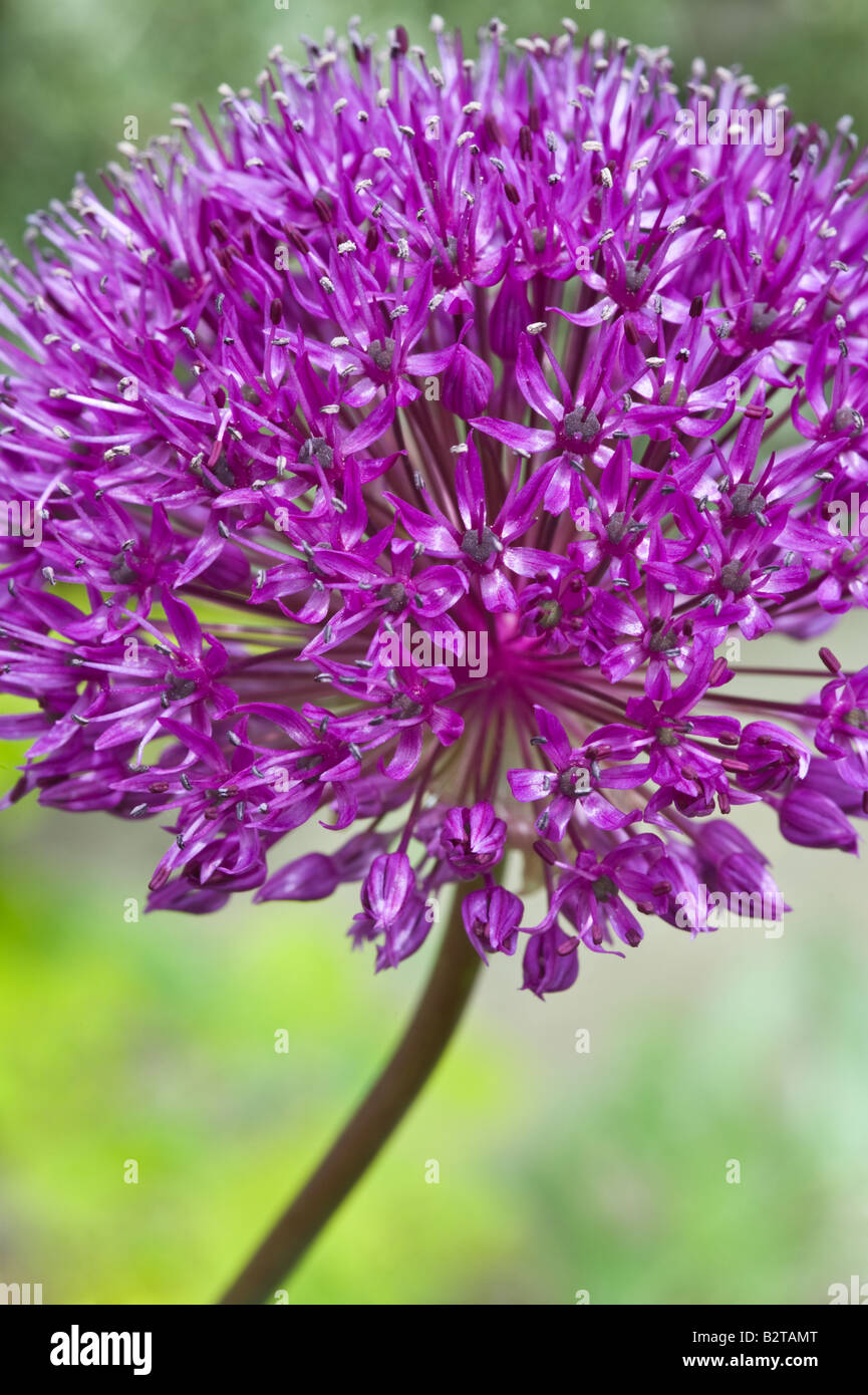 Ornamentale Zwiebel Allium Globemaster Nahaufnahme von Blumen Adel West Yorkshire England UK Mai Stockfoto