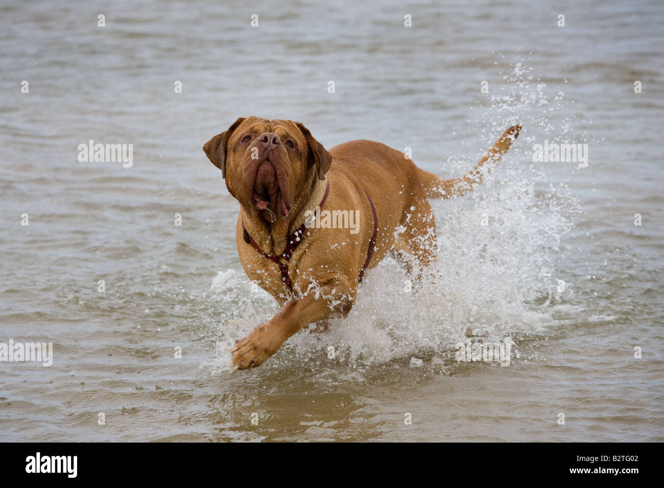 Dogge de Bordeaux spielen im Meer Stockfoto