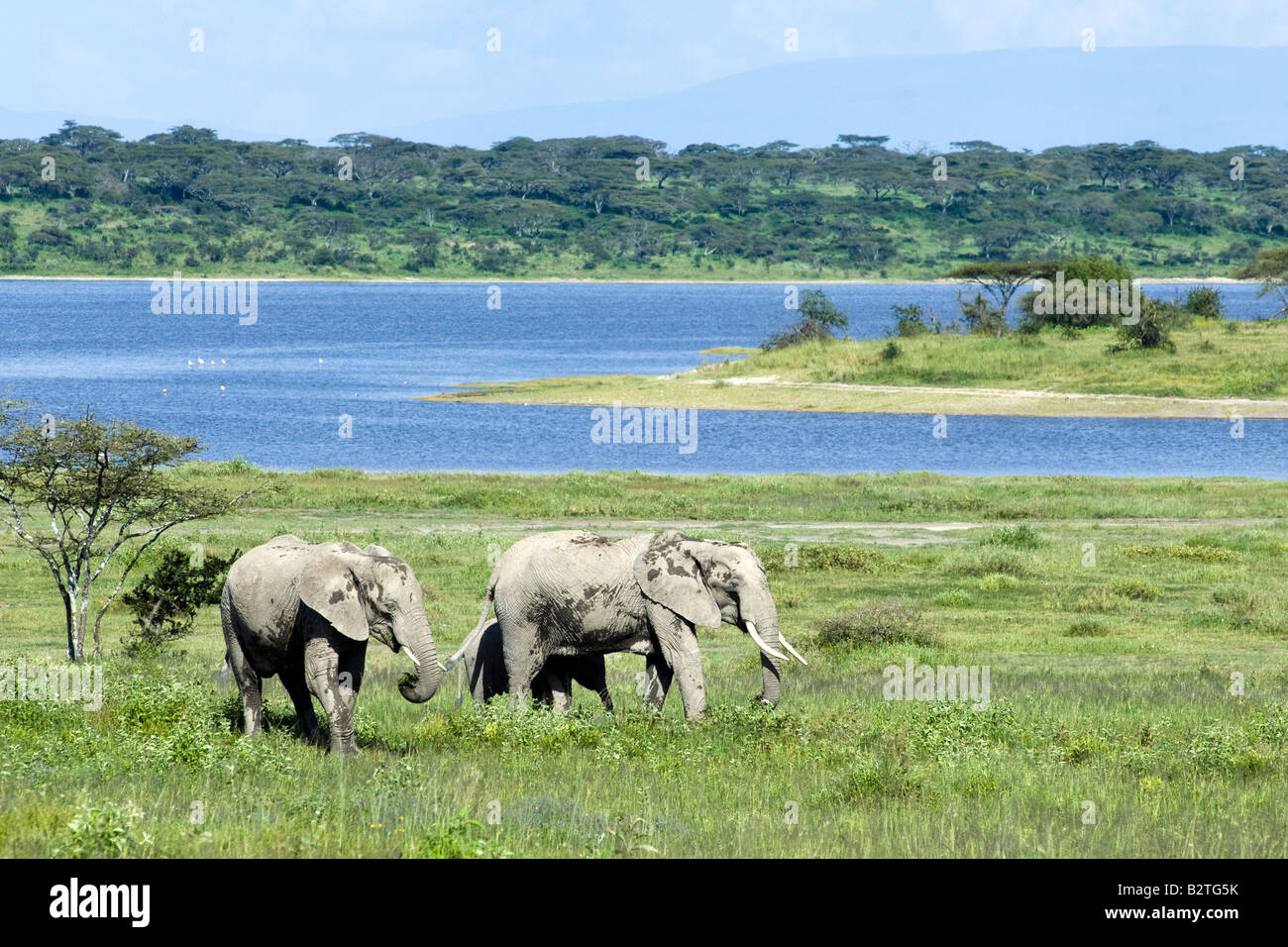 Elefanten grasen am Lake Ndutu, Ngorongoro Conservation Area, Tansania Stockfoto