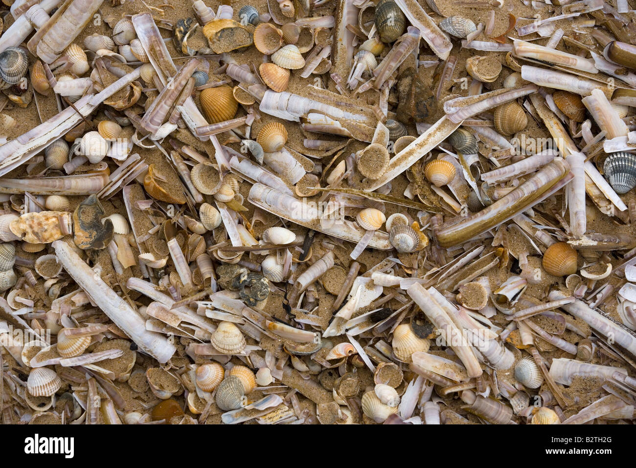 Muscheln am Holkham Beach North Norfolk Stockfoto