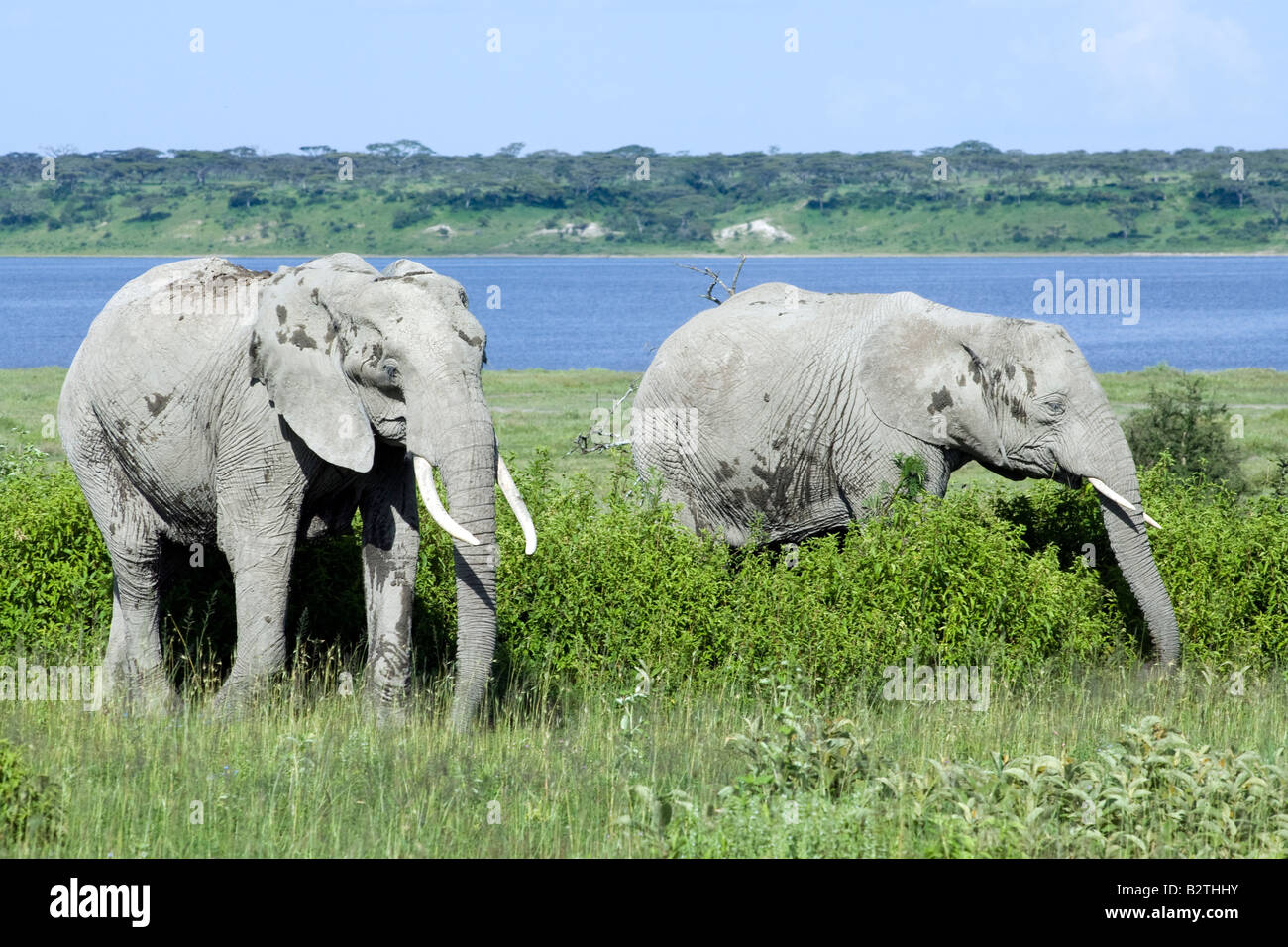 Afrikanische Elefanten grasen am Lake Ndutu, Ngorongoro Conservation Area, Tansania Stockfoto