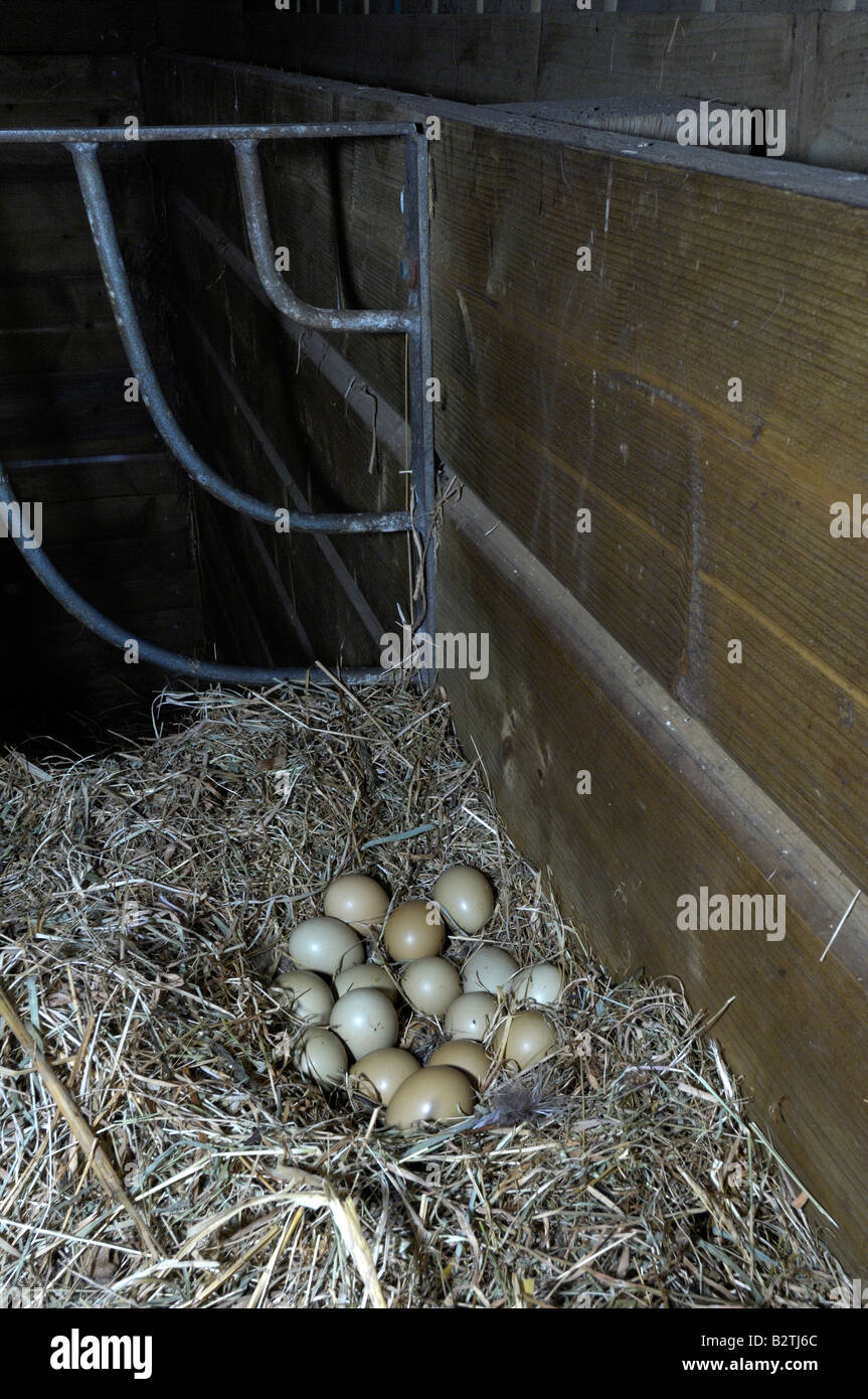 Gemeinsamen Fasan Phasianus Colchicus Devon UK verlassene Nest im Heustall mit 16 Eiern Stockfoto
