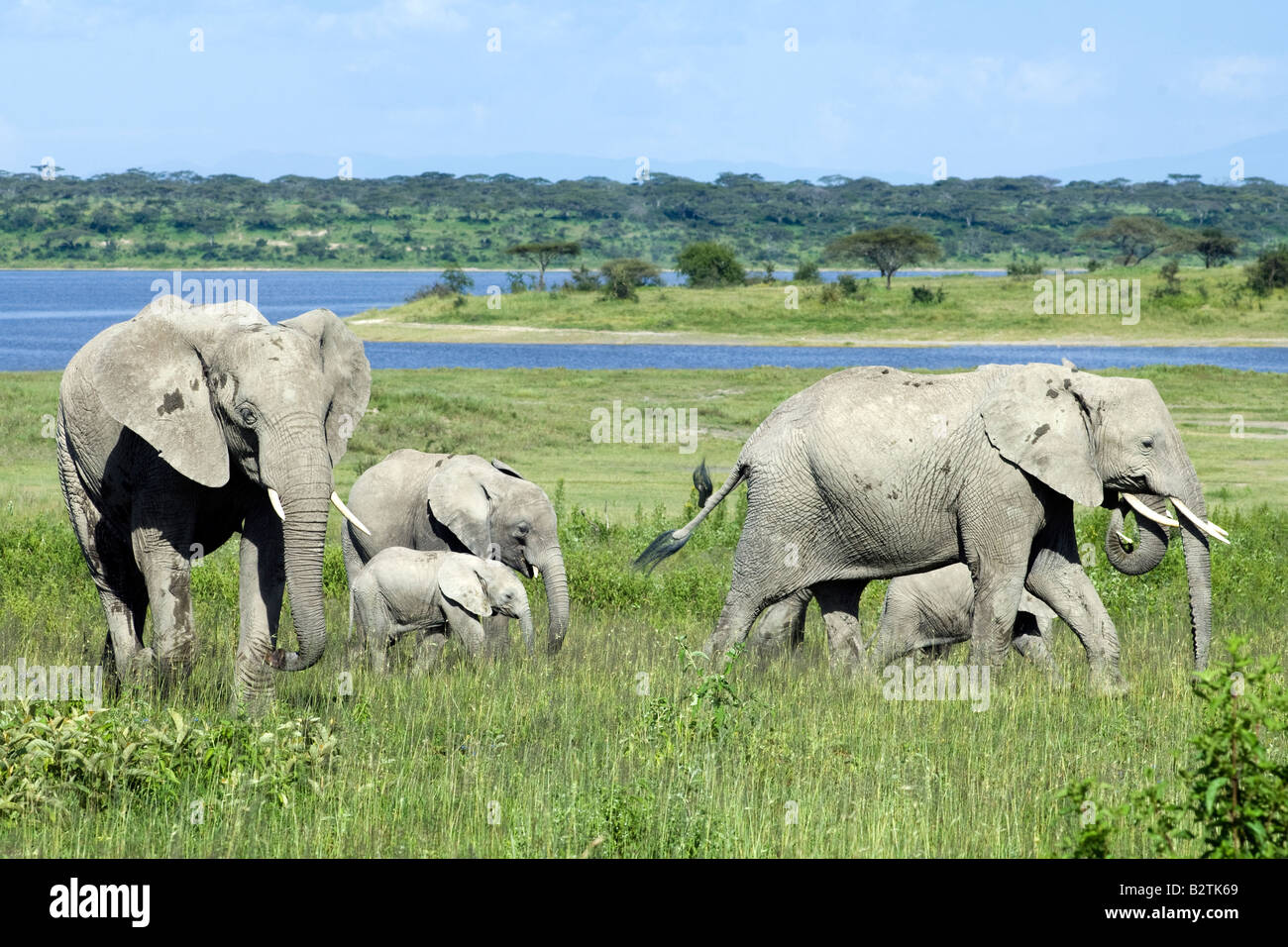 Elefantenfamilie Weiden am Lake Ndutu, Ngorongoro Conservation Area, Tansania Stockfoto