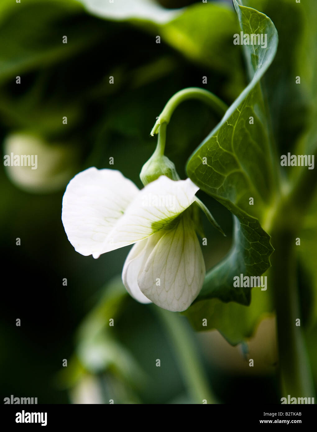 Blume aus einer Erbse (Pisum Sativum) var Pflanze "Frühen Weiterreise" Stockfoto
