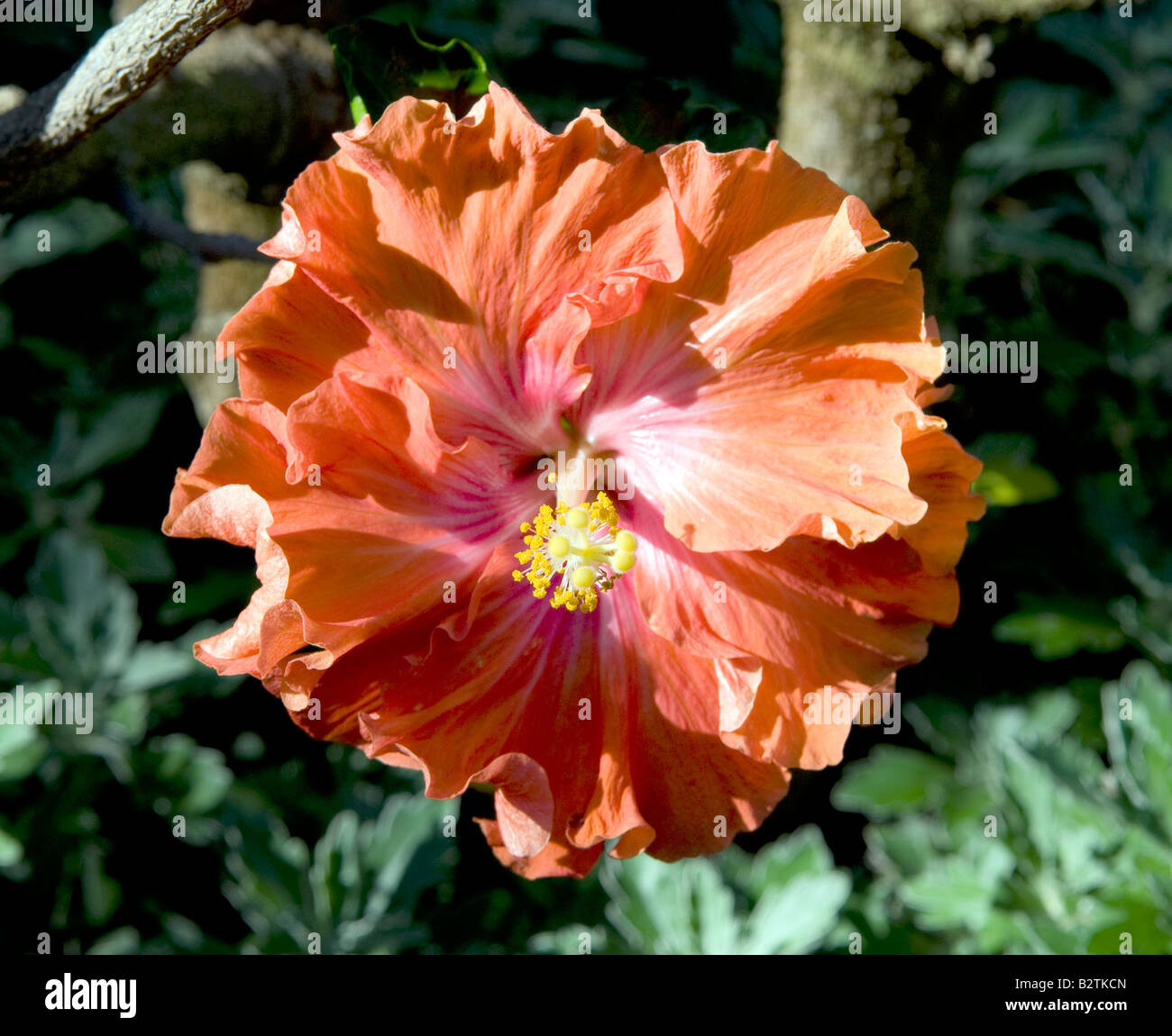 Hibiskus "Malvaceae" Stockfoto