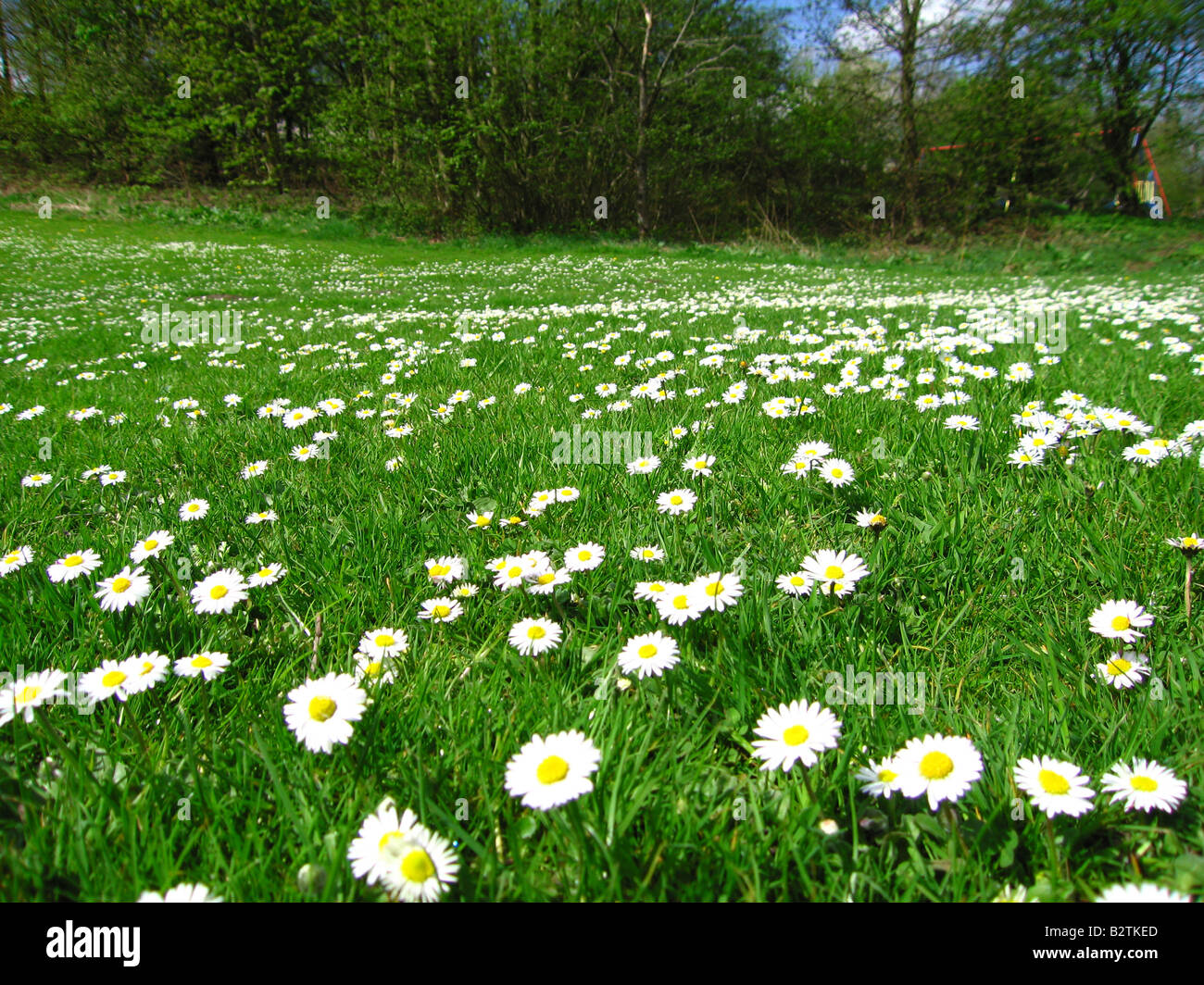 Gänseblümchen Sommer Stockfotos und bilder Kaufen Alamy