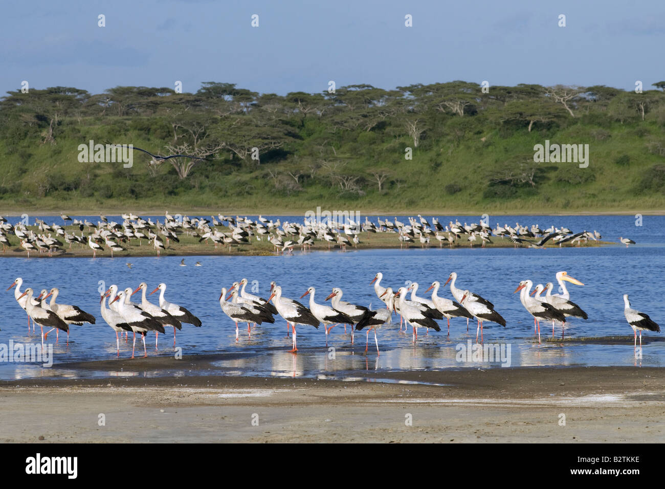 Weißstörche (Ciconia c. Ciconia) wandern jedes Jahr aus Europa nach Afrika, Lake Ndutu, Ngorongoro, Tansania Stockfoto