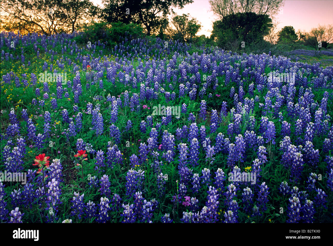 Wildblumen in der Nähe von Kingsland Texas, Llano County Stockfoto