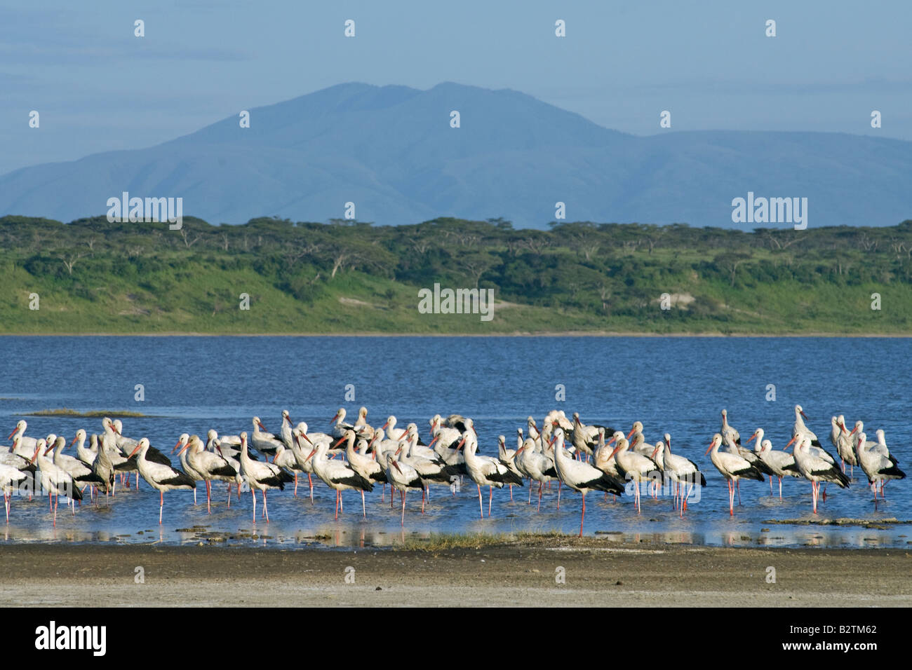 Weißstörche (Ciconia c. Ciconia) wandern jedes Jahr aus Europa nach Afrika, Lake Ndutu, Ngorongoro, Tansania Stockfoto