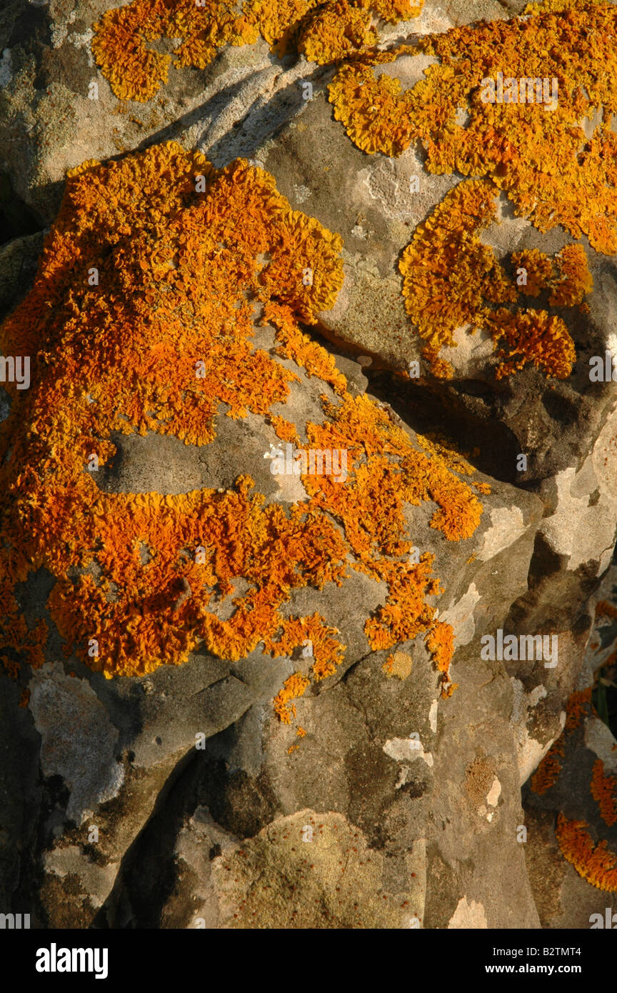 Orange Moos auf einem sonnigen Felsen Stockfoto