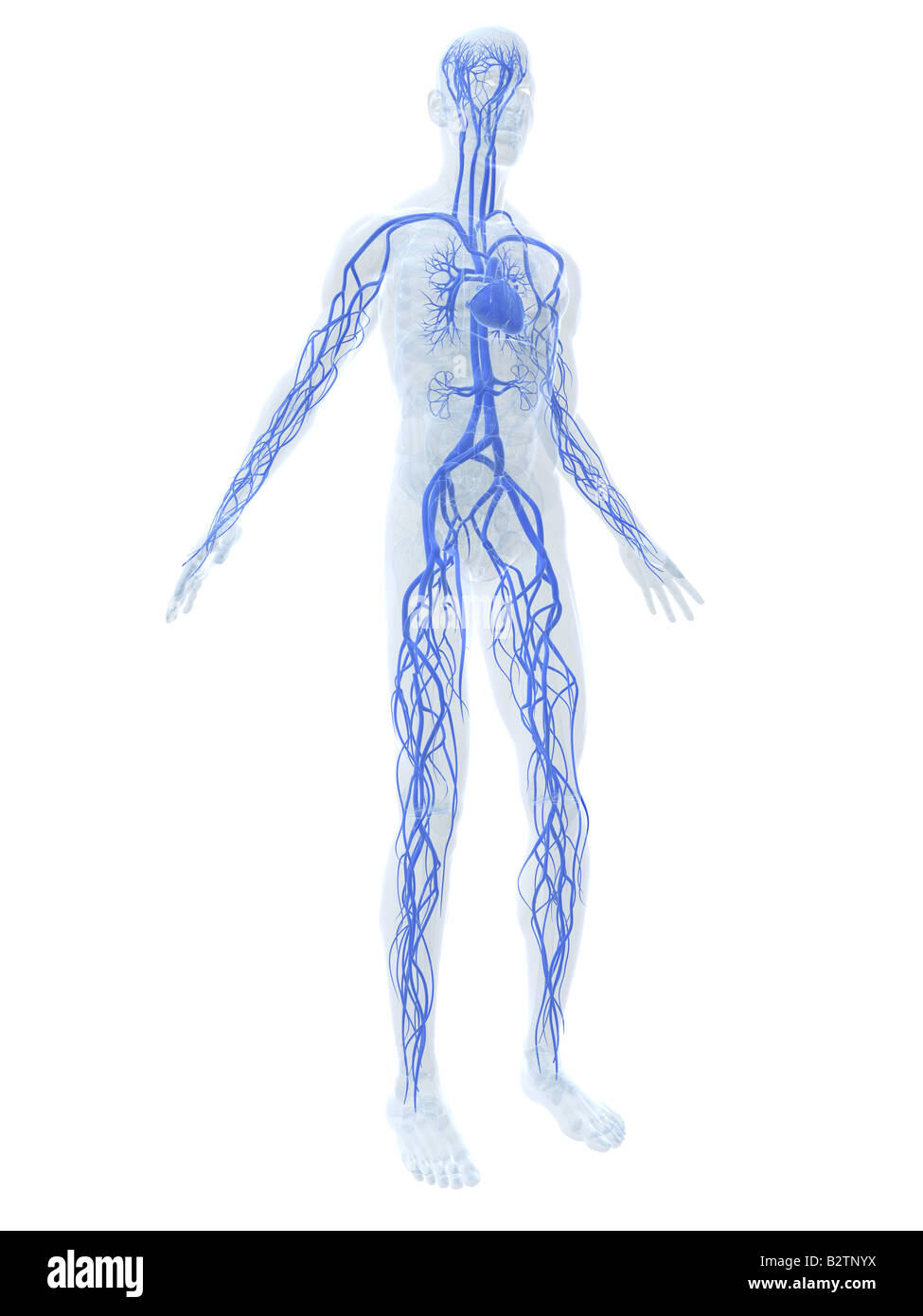 Herz-Kreislauf-system Stockfoto