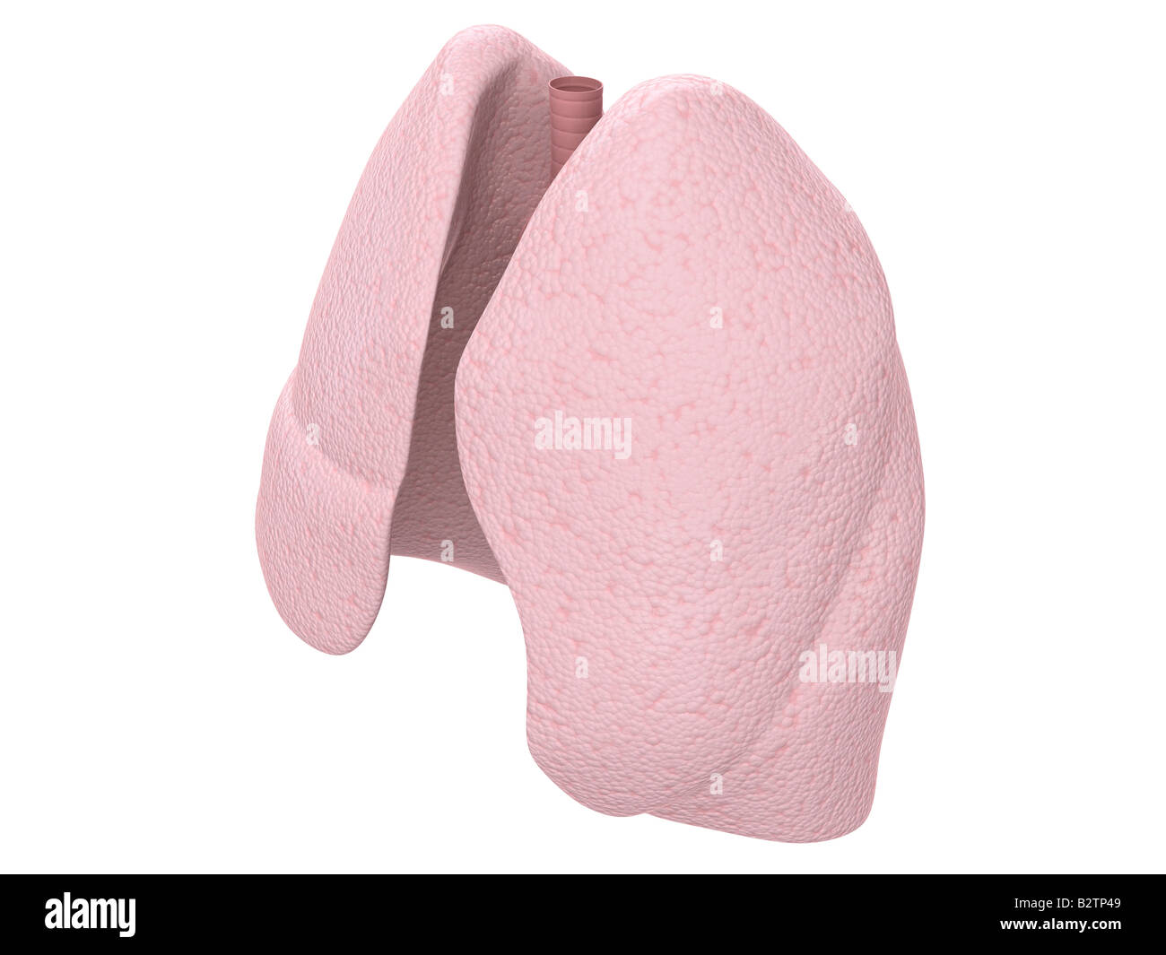 menschlichen Lunge Stockfoto