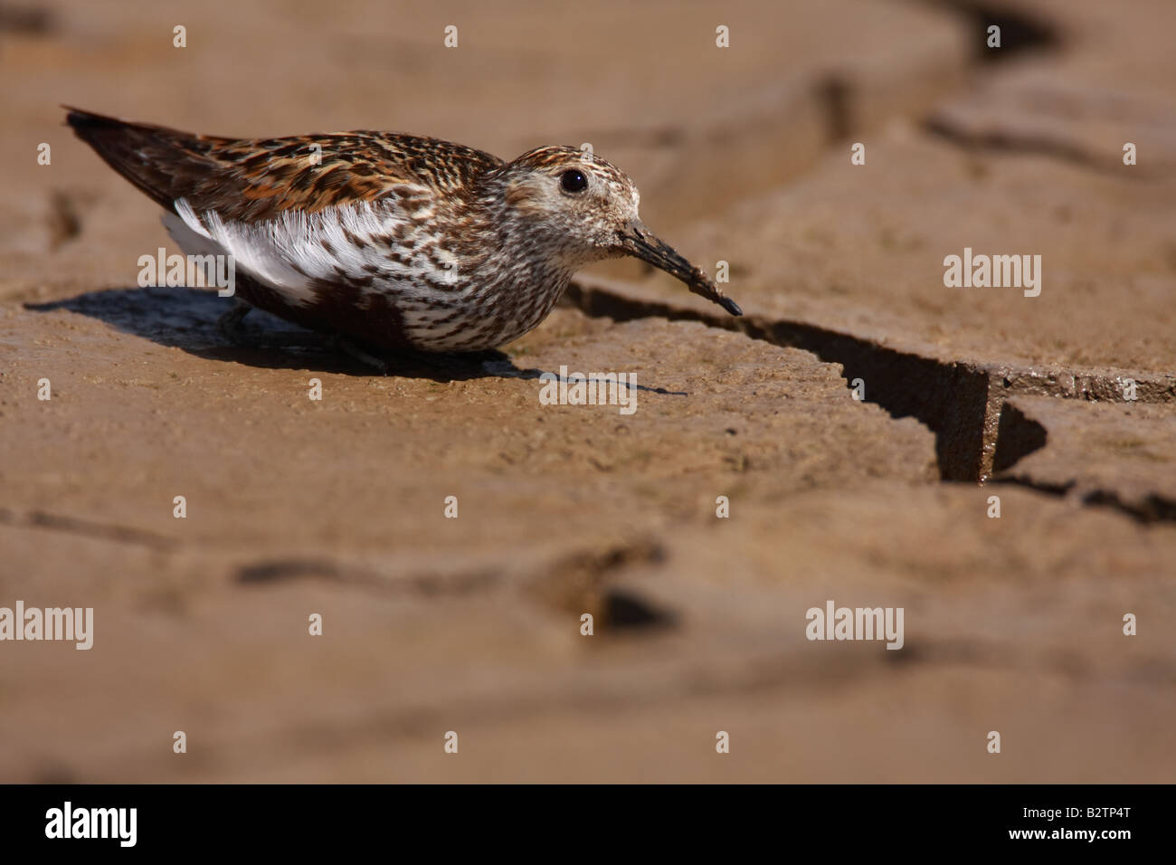 Alpenstrandläufer Calidris Alpina, versucht, die Aufmerksamkeit der ein Wanderfalke Falco Peregrinus, UK zu vermeiden. Stockfoto