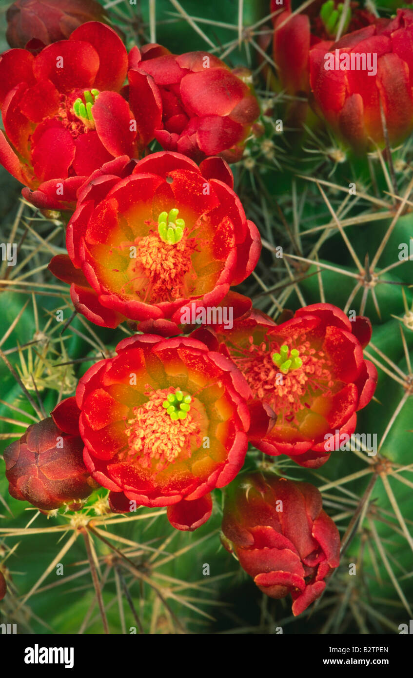 Leuchtende rote Blüten auf einem Kaktus Claret Cup in der Nähe von Fredericksburg, Texas Stockfoto
