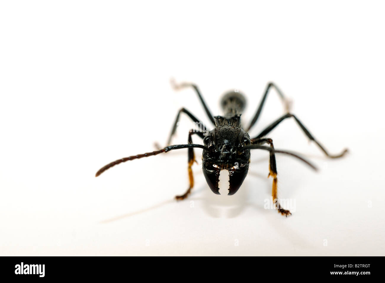 Bullet Ant oder Isula Ameise (Paraponeragroße Isula) Stockfoto