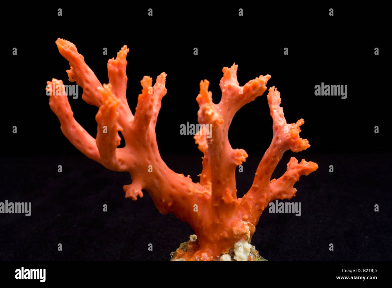 Ein Zweig der mediterranen Edelkoralle (Corallium Rubrum). Branche de Corail rouge de Méditerranée (Corallium Rubrum). Stockfoto