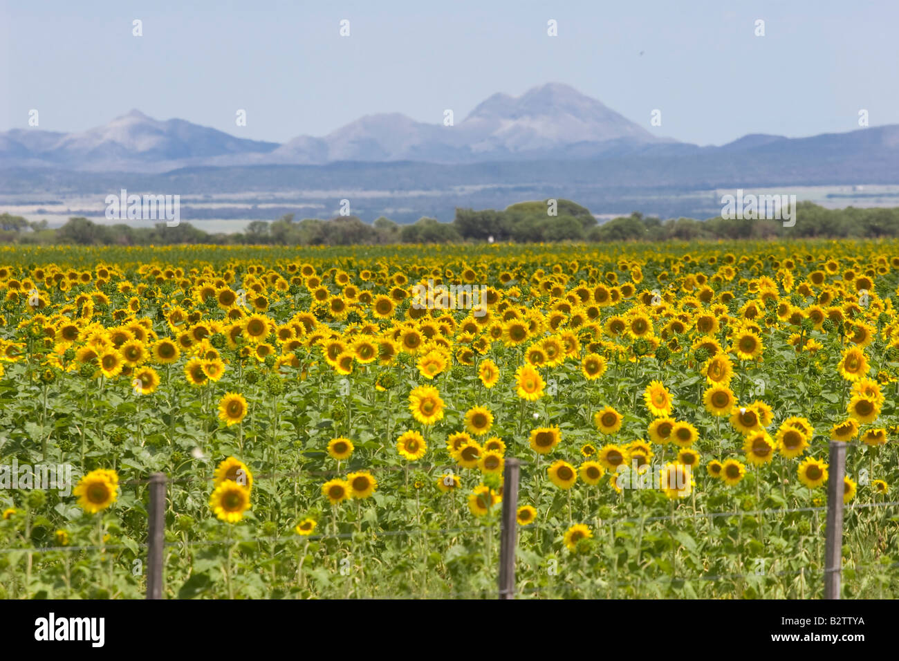 Sonnenblume-Plantage in Cordoba, Argentinien (Querformat) Stockfoto