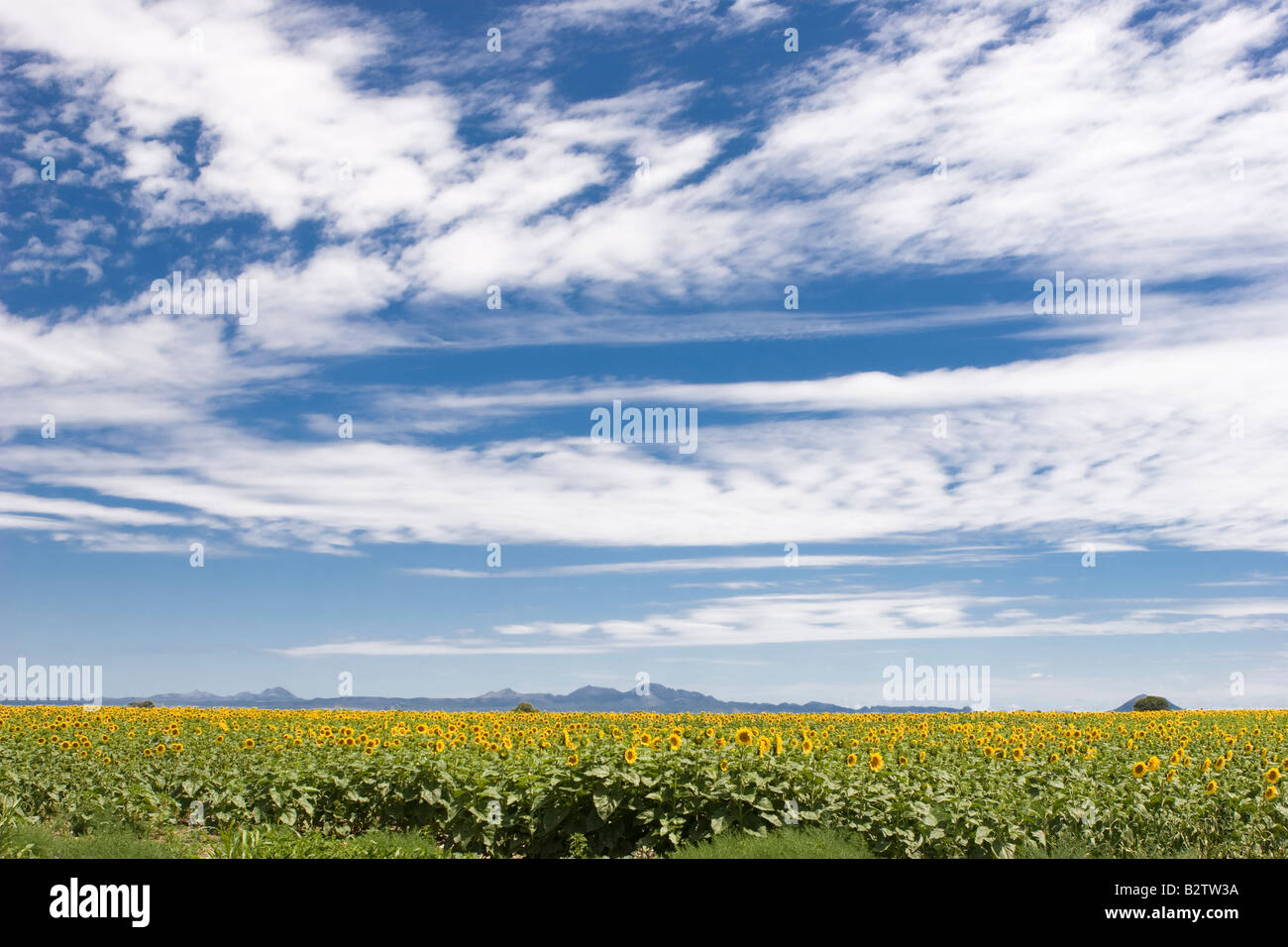 Sonnenblume-Plantage in Cordoba, Argentinien, mit einem blauen und bewölkten Himmel (Querformat) Stockfoto