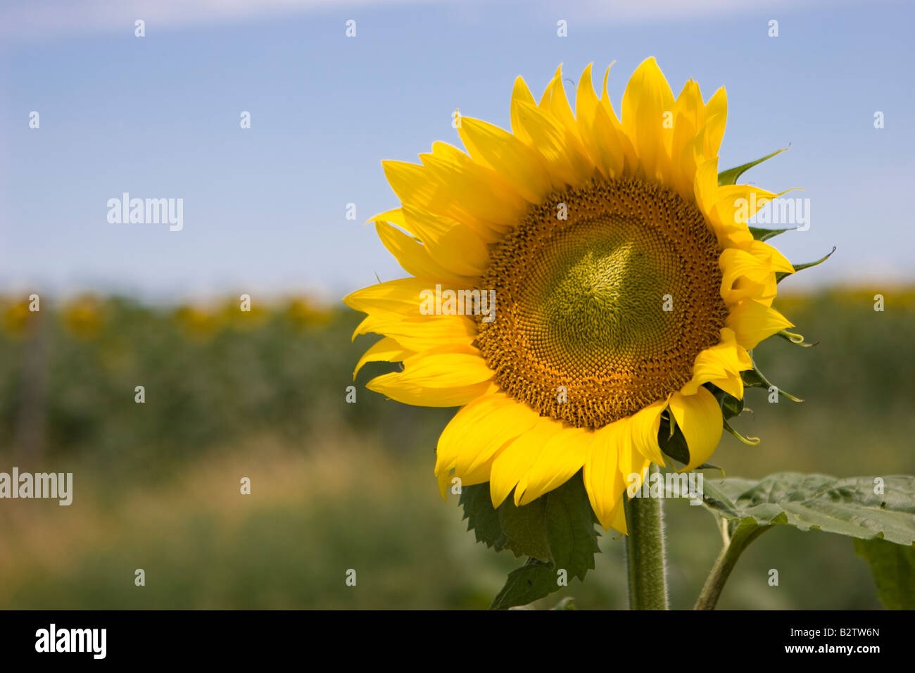 Sonnenblume Querformat Stockfoto