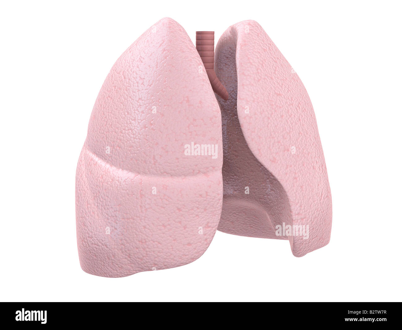 menschlichen Lunge Stockfoto