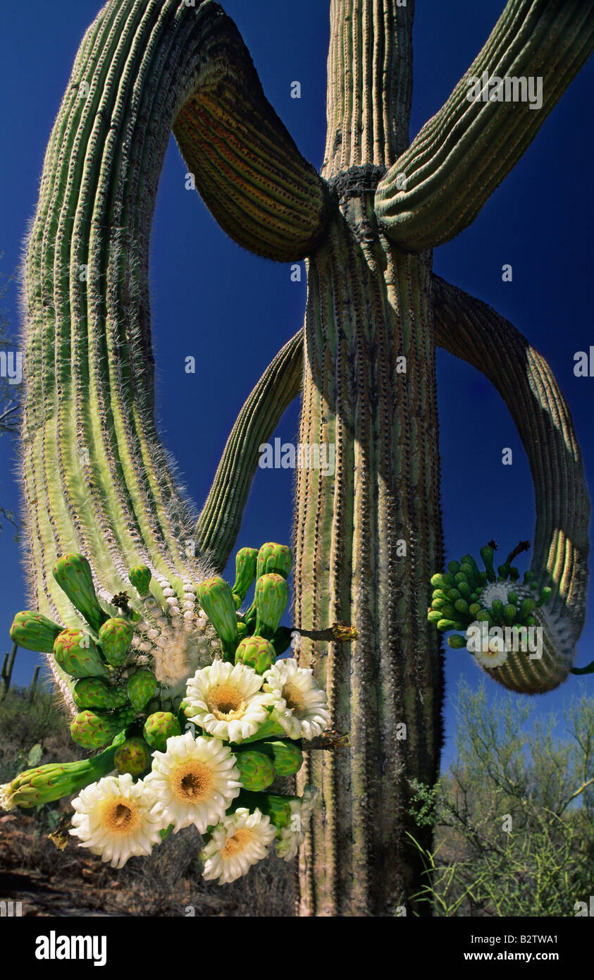 Saguaro-Kaktus in Blte im Saguaro National Park West in der Nhe von  Phoenix Arizona Stockfotografie - Alamy