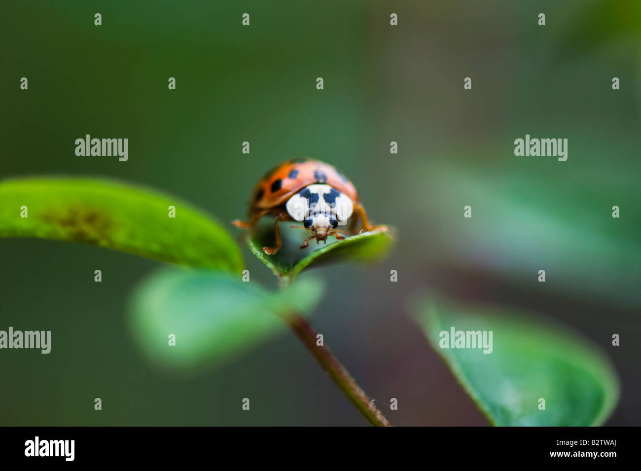 Harlekin-Marienkäfer auf eine Pflanze Blatt sitzen. UK Stockfoto
