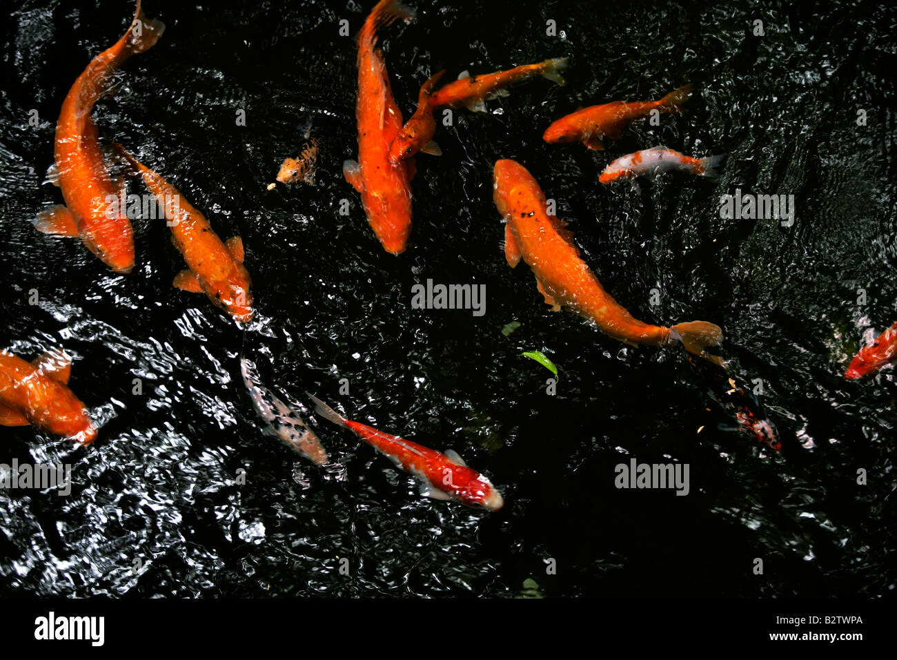 Orange Karpfen schwimmen um einen Süßwasser-Pool im Regenwald Bali Indonesien Stockfoto