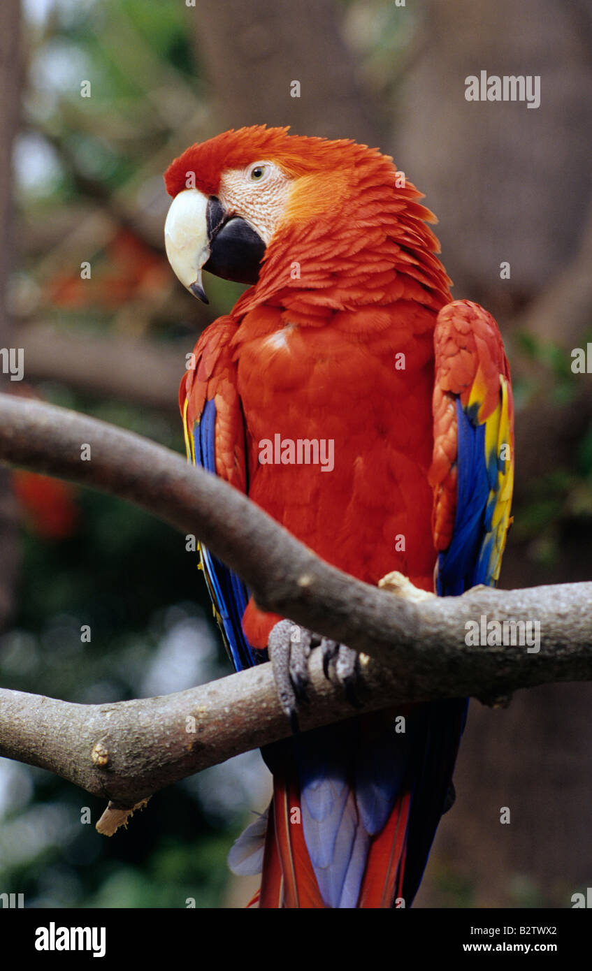 Hellroten Aras auf einem Ast im San Diego Zoo San Diego Kalifornien USA Stockfoto