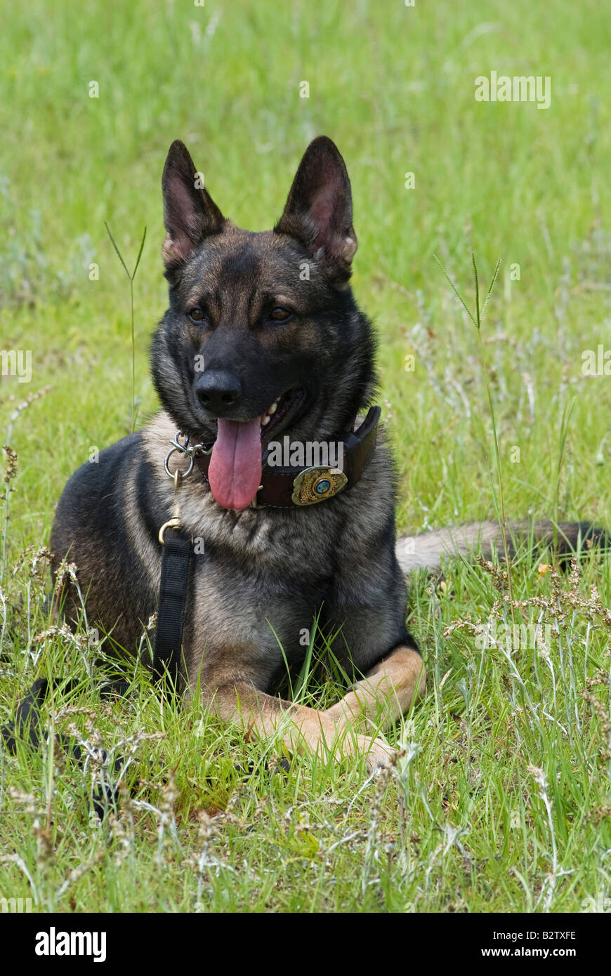 Police K-9 Officer Grady bei Polizei K 9-Demo an fair Gainesville Florida Stockfoto